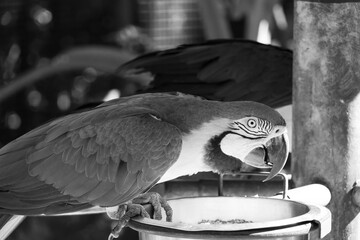 Black and white image of a macaw on a bowl of food