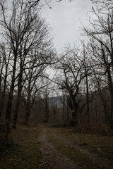 Landscape with beautiful fog in forest on hill or Trail through a mysterious winter forest with autumn leaves on the ground. Road through a winter forest. Magical atmosphere. Azerbaijan nature