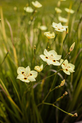 Conjunto de flores amarillas en un jardin