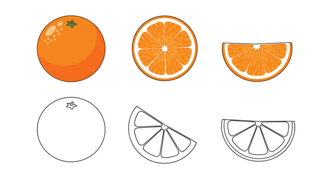 Colorful and black outline of whole, halved, and sliced oranges on white background