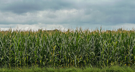 Corn stalks growing in a field on a cloudy, summer day with copy space in the image