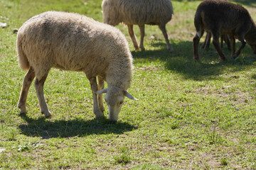 Obraz premium A flock of sheep grazing freely. In the foreground, a white sheep is eating grass. Full-length portrait.