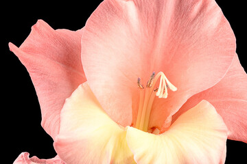 Close up pink blooming gladiolus buds on black background.