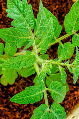 Close-up top view of a tomato seedling with fuzzy green leaves.