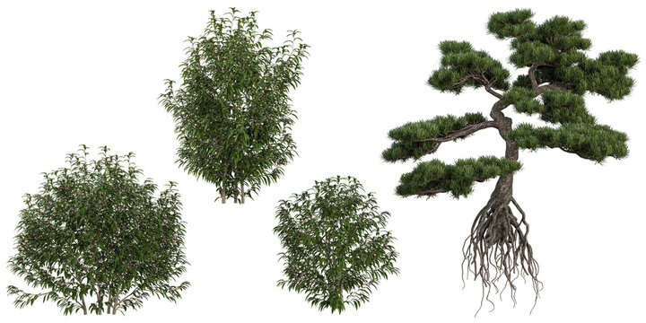 Collection of Podocarpus,Sarcococca Trees isolated on white background
