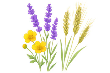 Obraz premium Wildflowers and wheat composition, depicting buttercups, lavender, and common wheat stalks on a transparent background