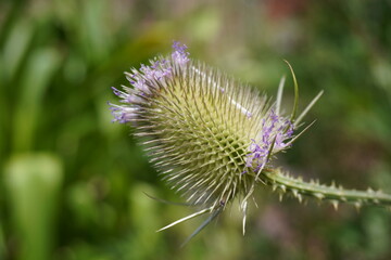 Teasel plant head. thistle type plant