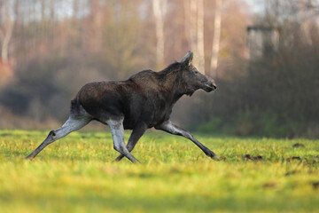 Łoś (Alces alces) moose © Bartosz Rakoczy