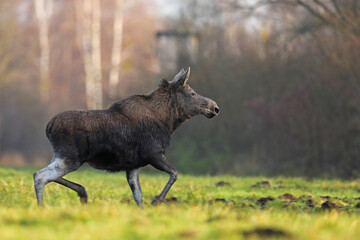 Łoś (Alces alces) moose © Bartosz Rakoczy