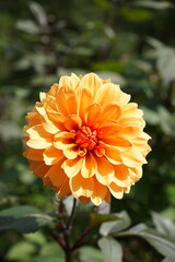 orange flower head in garden during autumn season. dahlia flower in bloom