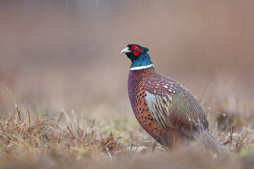 Bażant (Phasianus colchicus) pheasant