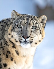 Obraz premium Close-up of a snow leopard's face, focused, and majestic
