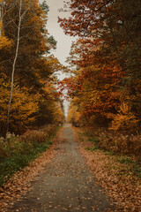 Obraz premium Autumn Forest Trees with Warm Seasonal Colors