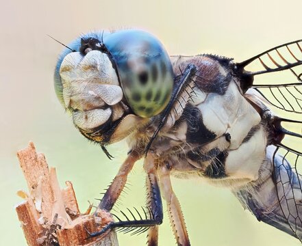 A Close-up Focus Stacked Image of a Blue Dasher Dragonfly Perched on a Broken Limb of a Tree