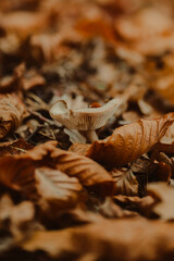 Wild Forest Mushrooms in Natural Woodland Environment