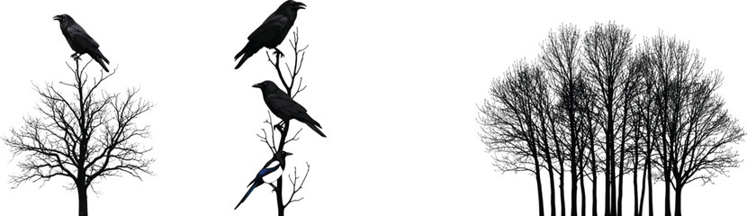 Black birds perched on bare branches crows magpie