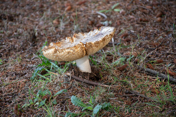Oregon mushroom on the pacific coast