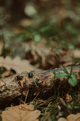 Beetle Walking Along a Forest Tree Branch