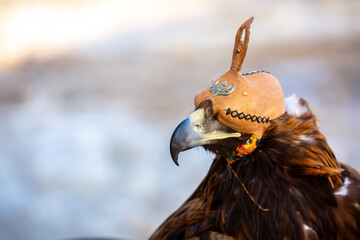 A close-up of an eagle wearing a cap. The bird of prey hunts its prey. The eagle perches on the trainer's hand. Falconry. A national tradition of Asia. Kazakhstan.