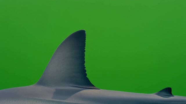 Shark fin swimming with green screen background