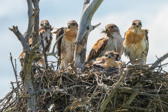 Hawks in a nest