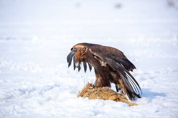 Fototapeta premium A large eagle caught a fox against a backdrop of snow. A bird of prey hunts its prey. A golden eagle sits in the snow, clinging to its prey. Falconry. A national tradition of Asia. Berkutchi,