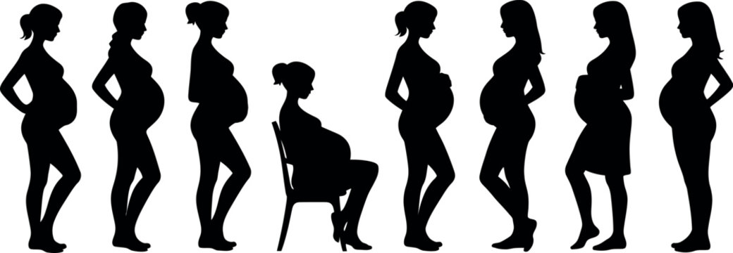 Silhouette illustrations of pregnant women showing stages of pregnancy in vector