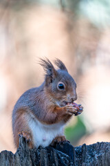 Close up, portrait, photography of a squirrel eating nuts. Blurred, bokeh background.	