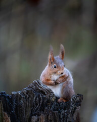 Close up, portrait, photography of a squirrel sitting on a stump Blurred, bokeh background.	