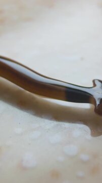 Vertical video. Close Up Macro View of Brown Hammerhead Flatworm Curved on Beige Textured Floor, Focus on Distinct Head Shape, Exotic Species Detail Concept