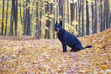 Black German shepherd in the forest