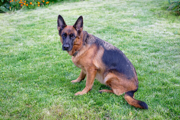 German shepherd on a green grass