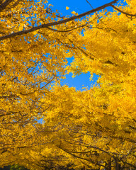 A low angle view of golden ginkgo leaves against a clear blue sky in autumn (Tokyo, Japan)