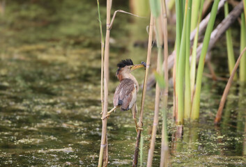 Little bittern (Botaurus minutus) captured from an unusual angle in its natural habitat