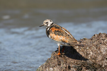 A close-up shot of an adult and young The ruddy turnstone (Arenaria interpres) stands on the shore of an estuary.