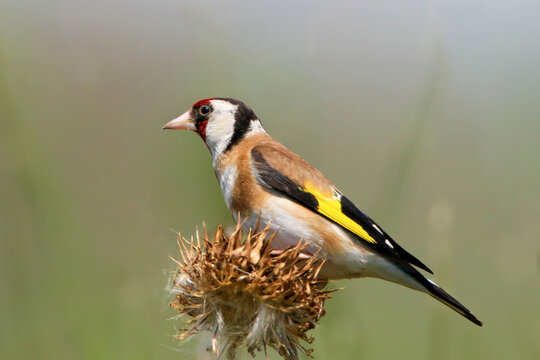 An extra close-up of a European goldfinch (Carduelis carduelis) perched on a dry plant. - Powered by Adobe
