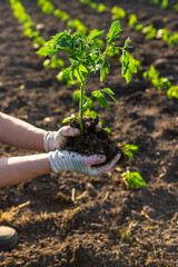 Woman farmer planting seedlings of tomatoes in the garden. Selective focus.