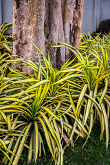 Ornamental plants with striped leaves beneath textured tree trunk