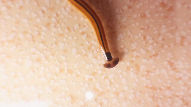 Overhead Macro View of Hammerhead Flatworm with Brown and Black Stripes on Light Textured Floor Surface, Exotic Worm Observation Concept