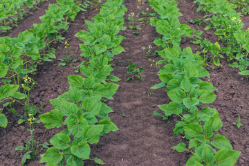 Small sunflower sprouts on the field. Selective focus.