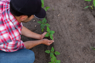 Sunflower sprouts on a field in the hands of a farmer. Selective focus.