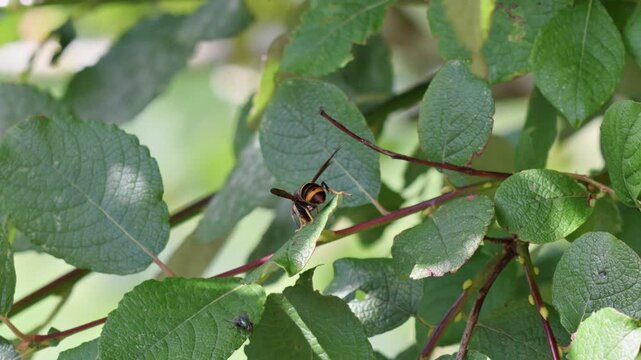 Asian hornet (Vespa velutina)