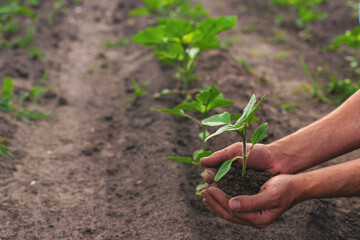 Sunflower sprouts on a field in the hands of a farmer. Selective focus.