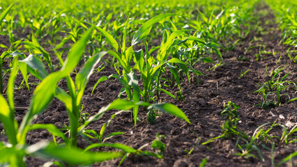 corn sprouts grow on the field. Selective focus.