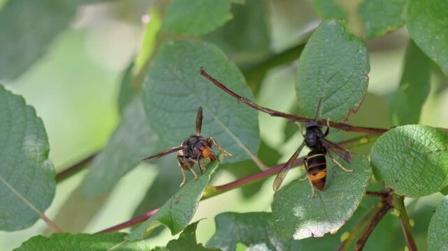 Asian hornet (Vespa velutina)