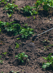 Spray potatoes for pests. Selective focus.