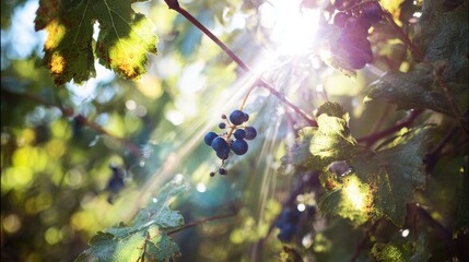 Grapes Hanging From Vines Illuminated by Sunlight Streaming Through Lush Green Leaves in a Vineyard