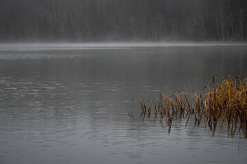 Foggy Winter Lake with Still Water and Withered Reeds in Soft Grey Light