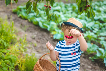 A child picks cherries in the garden. Selective focus. © yanadjan