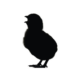 Chirping baby chick silhouette
